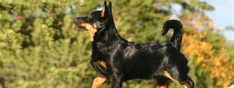 Lancashire Heeler Breed Guide - Learn about the Lancashire Heeler.