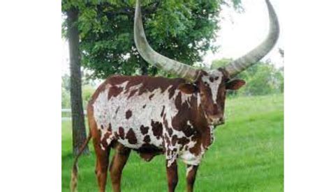 Ankole Cattle Characteristics - Cattle Guide - Poultryabc.com