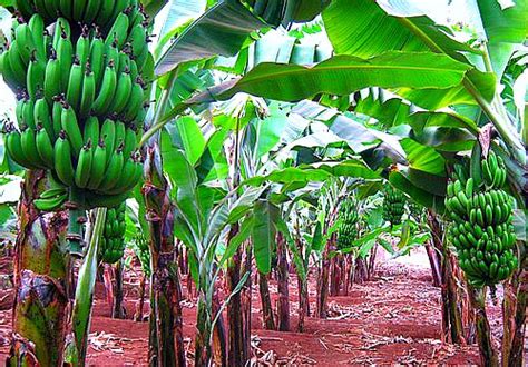 How to grow bananas in Uganda