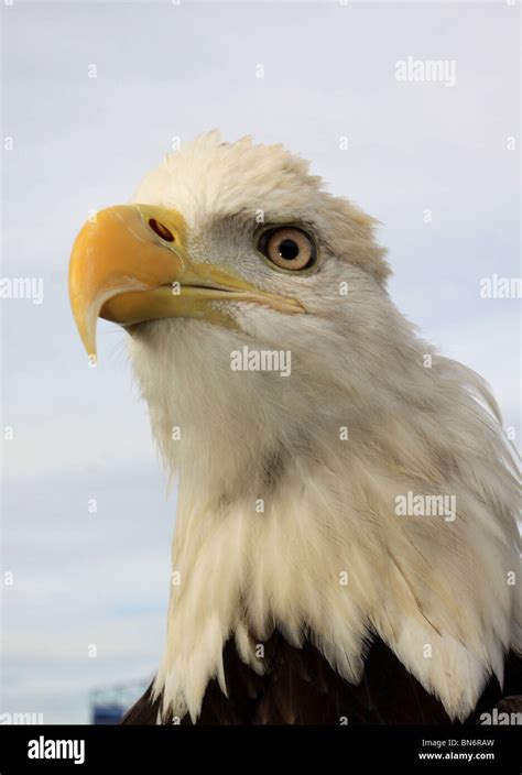 Bald eagle head close up Stock Photo - Alamy