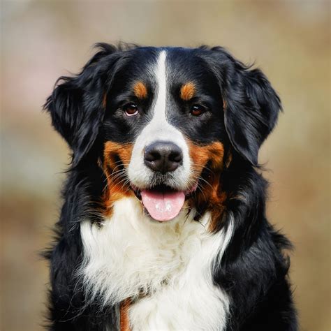 Raça de cachorro: Bernese ou Boiadeiro de Berna - Blog Shop4Patas