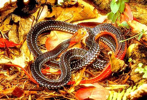 Red-headed krait (Bungarus flaviceps); Image ONLY