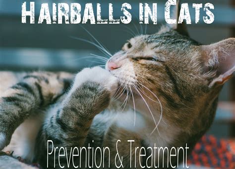 Hairballs in Cats : Prevention & Treatment | Cat Mania