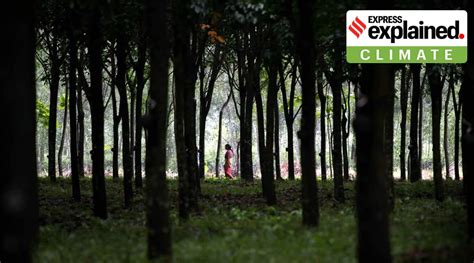 How the forest conservation Bill in Lok Sabha trades forests for trees ...