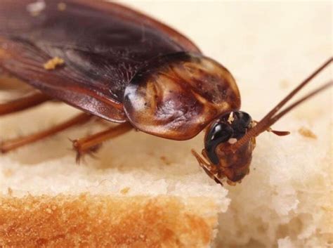 10 Pretty Gross Facts About American Cockroach Infestations