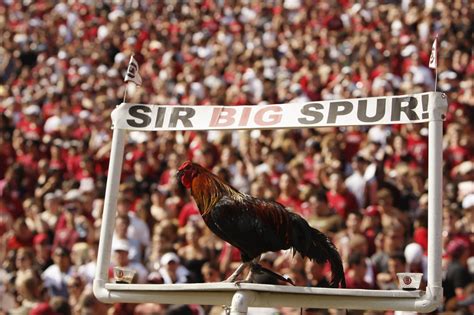 University of South Carolina changing mascot’s name over rooster dispute | Flipboard
