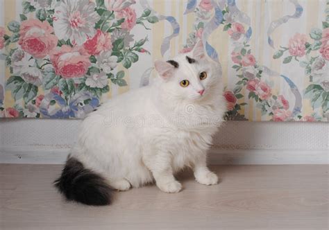 White Fluffy Angora Cat on a Background of Floral Wall Stock Image ...