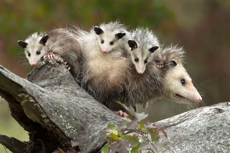 Virginia Opossum (Didelphis virginiana) - The Lazy Naturalist - Sarasota, Florida