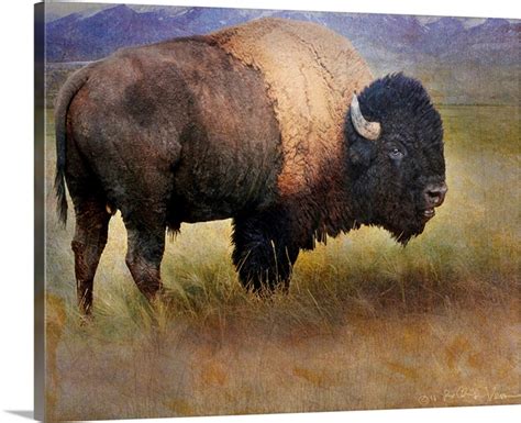 Bison Portrait II Wall Art, Canvas Prints, Framed Prints, Wall Peels ...