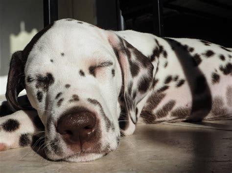 360+ Dalmatian Sleeping Dog Stock Photos, Pictures & Royalty-Free ...