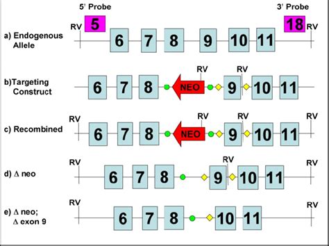 1 Strategy for generation of a conditional null mutation of the mouse ...