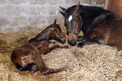 Dummy Foal Syndrome (Neonatal Maladjustment) in Horses: Signs, Causes ...