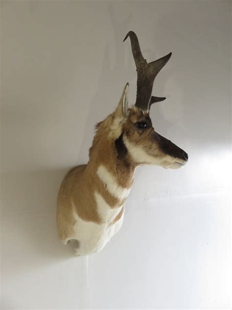 Pronghorn Antelope Shoulder Mount A-109P – Mounts For Sale