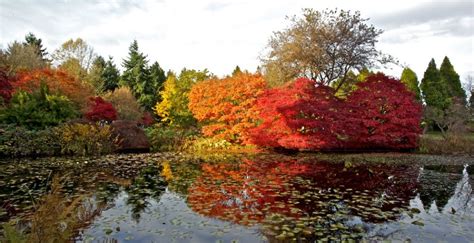 Where to find autumn foliage in Victoria and Vancouver gardens | Curated