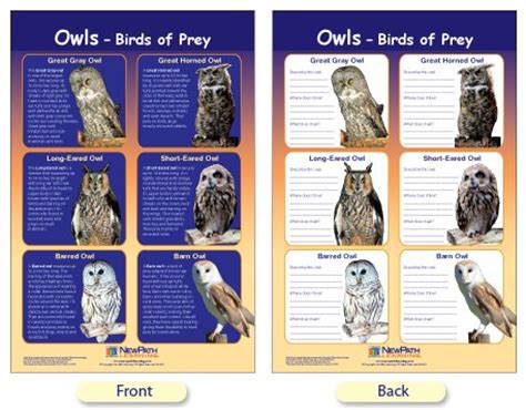 W94-4611 Owls - Birds of Prey Bulletin Board Chart