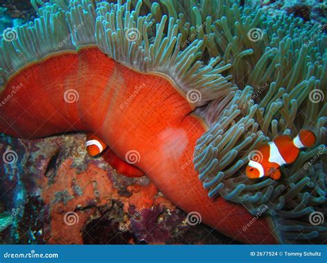 Tropical clown fish stock photo. Image of species, environment - 2677524