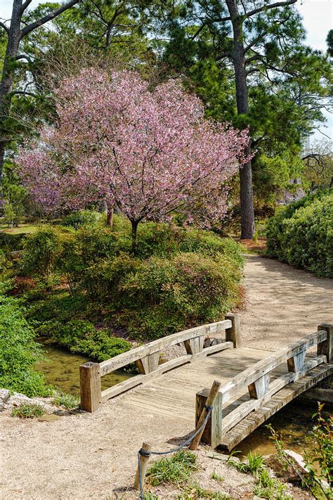 Blossoming Cherry Tree At Houston Japanese Garden - Hermann Park Photograph by Silvio Ligutti