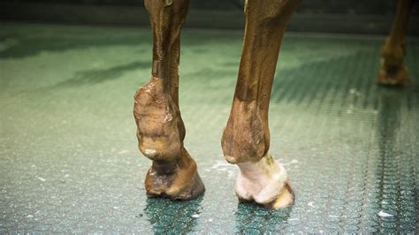 Tendon injuries in horses: facts that might surprise you - Horse & Hound | Horses, Injury, Horse ...