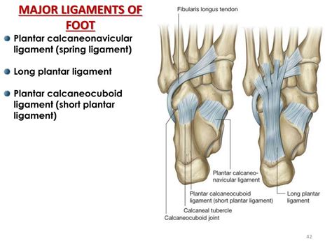 Long Plantar Ligament