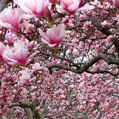 Majestic Magnolia Trees: Varieties, Characteristics, and Cultivation