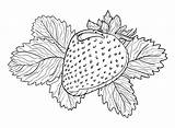 42 Best Strawberry Coloring Pages Images On Pinterest sketch template