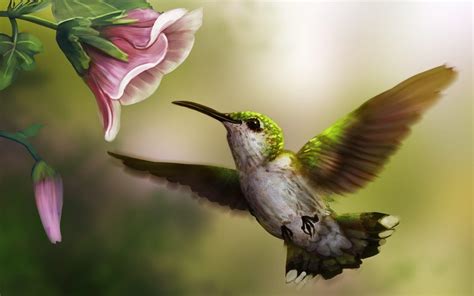 Hummingbird Wallpapers - Top Free Hummingbird Backgrounds - WallpaperAccess