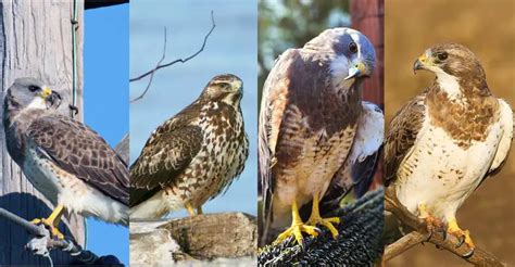 The Extraordinary Life of Swainson's Hawk - The Worlds Rarest Birds