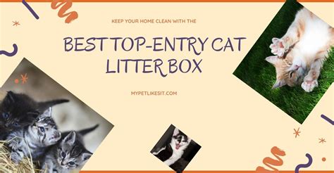 Great Top Entry Cat Litter Box For Your Feline - My Pet Likes It