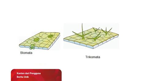 Detail Gambar Jaringan Epidermis Tumbuhan Koleksi Nomer 42