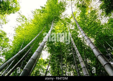 Yibin, Sichuan province, China - Beautiful view at Shunan Bamboo Sea Stock Photo: 91765374 - Alamy