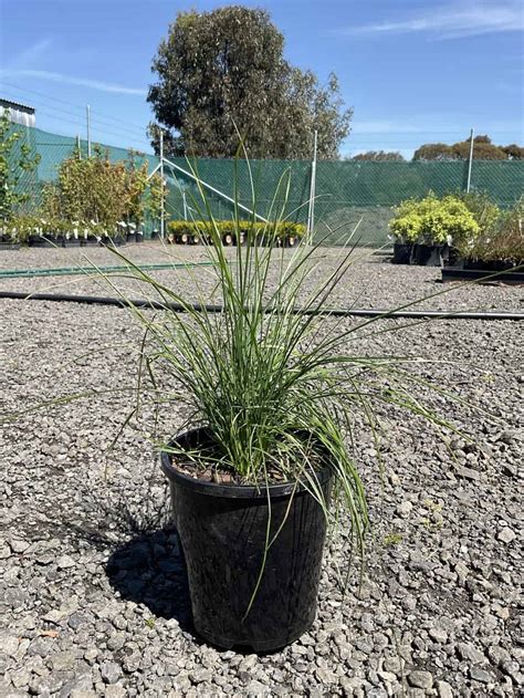 Poa Labillardieri - Horseshoe Bend Nursery