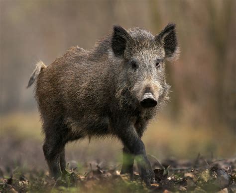 Cinghiale - Itinerari Natura Camerota