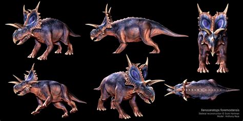 Anthony R - Xenoceratops foremostensis