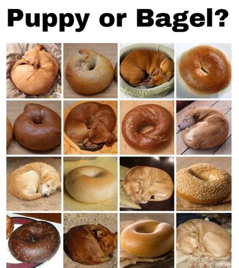 #WednsedayWisdom Who knew dogs and bagels looked so similar? nybagelandbialy.com . . . . . # ...