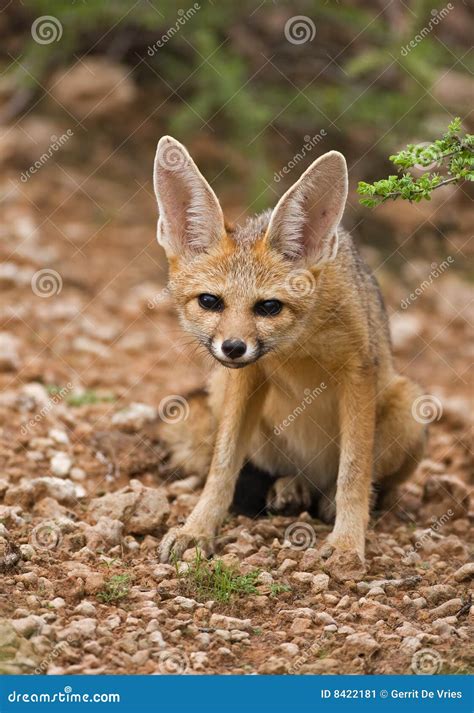 Cape Fox Stock Image - Image: 8422181