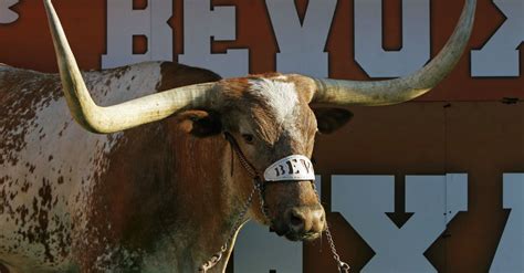 Say it isn't so: The University of Texas' mascot, Bevo XIV, passes away ...