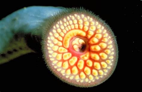 Lamprey - Description, Habitat, Image, Diet, and Interesting Facts