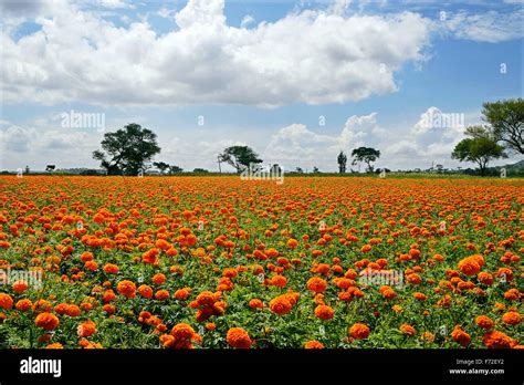 Marigold flowers, gundlupet, karnataka, india, asia Stock Photo - Alamy