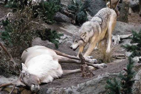 How Do Wolves Hunt? | Wolf Tactics & Predation