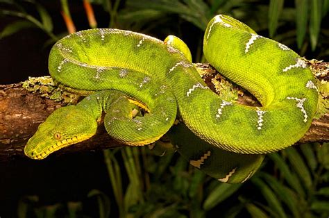 Emerald Tree Boa Facts For Kids | Kids Matttroy