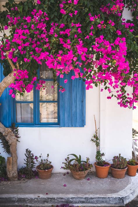 Bougainvillea Wallpapers - Wallpaper Cave