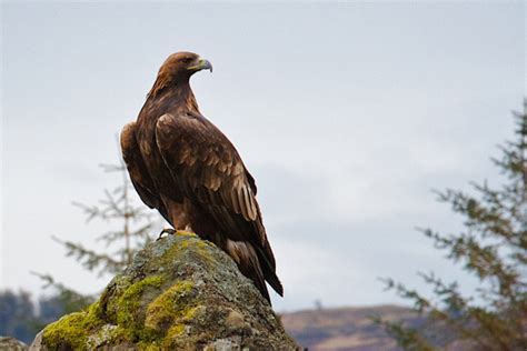 5 Essential Tips: How to Spot Golden Eagles in Scotland - Wilderness Scotland