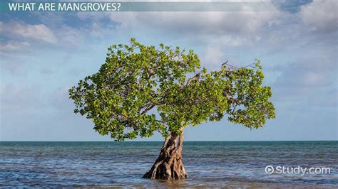 Mangroves Definition, Location & Types - Lesson | Study.com