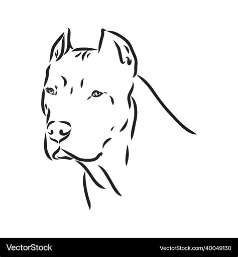 Sketch drawing pitbull barking pit bull terrier Vector Image