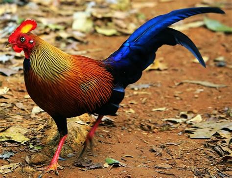 Sri Lanka junglefowl – Chim Cảnh Việt