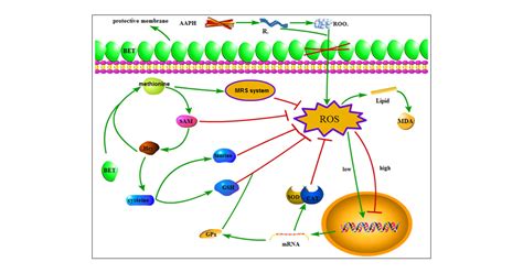 Antioxidant Mechanism of Betaine without Free Radical Scavenging ...