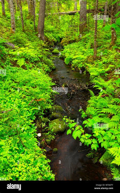 Brook along Big Falls Trail, Sir Richard Squires Memorial Provincial ...