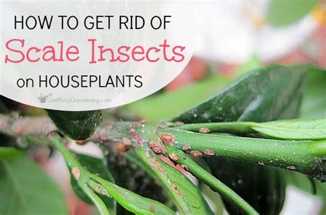 Houseplant Scale: How To Get Rid Of Scale On Houseplants