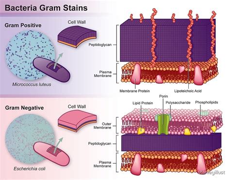 Gram Positive Vs Gram Negative Bacteria | The Best Porn Website