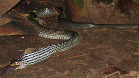 Mussurana | Amazon Rainforest, Venomous, Constrictor | Britannica